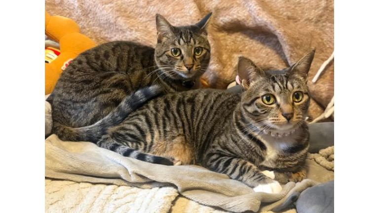 室内にいる猫
