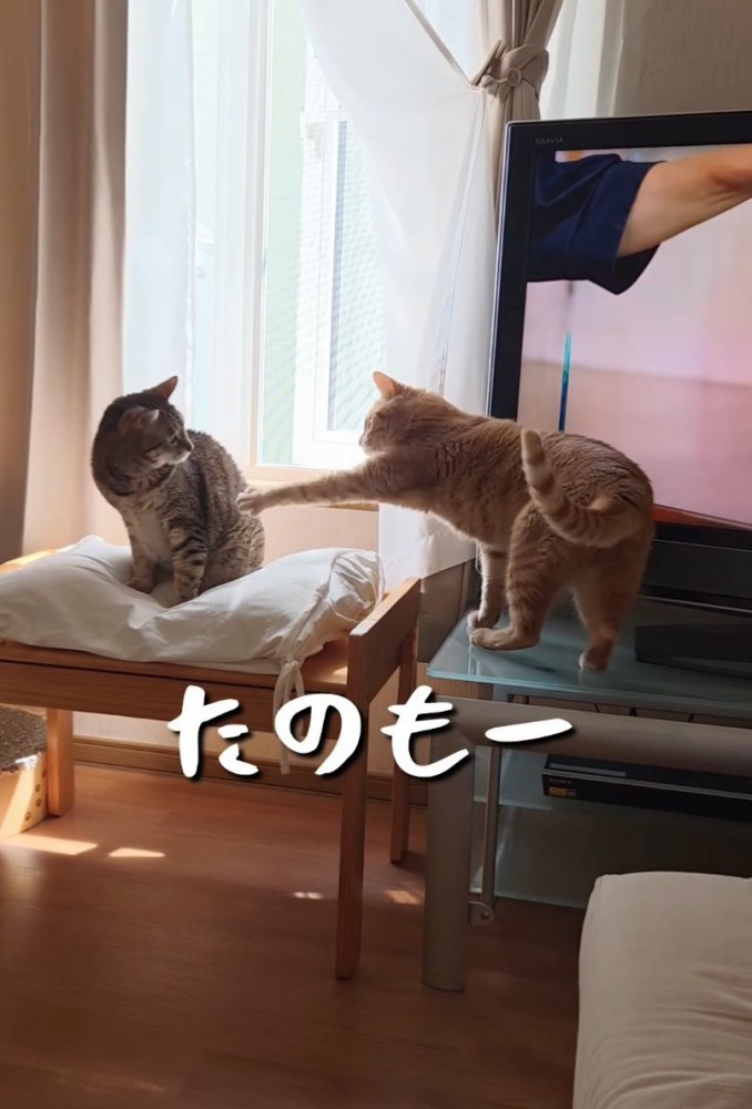 前足を伸ばして催促