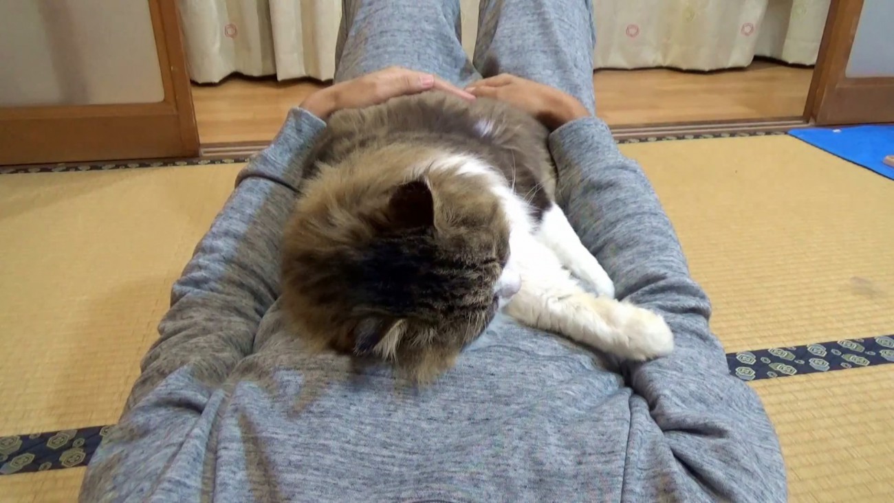 人のお腹の上で横に寝る猫