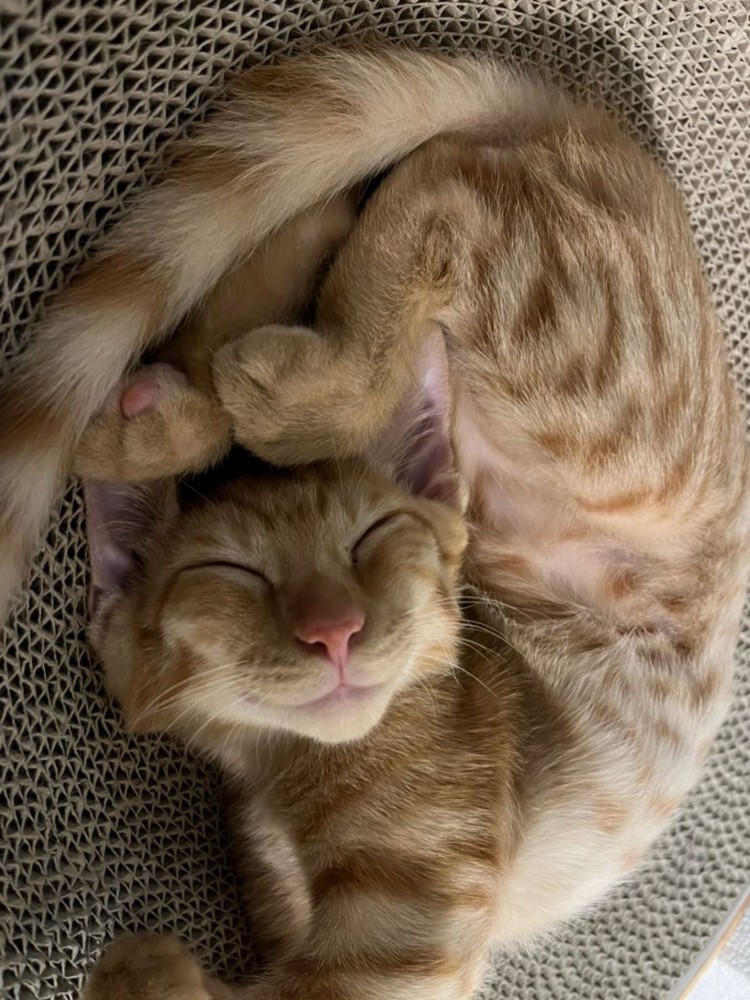 体をくねらせて寝ている茶トラ猫2