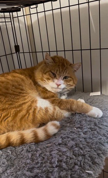 ケージで寝ている猫