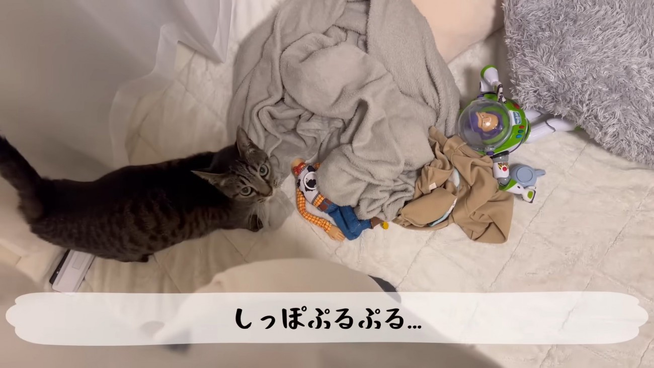 テロップ「しっぽぷるぷる…」