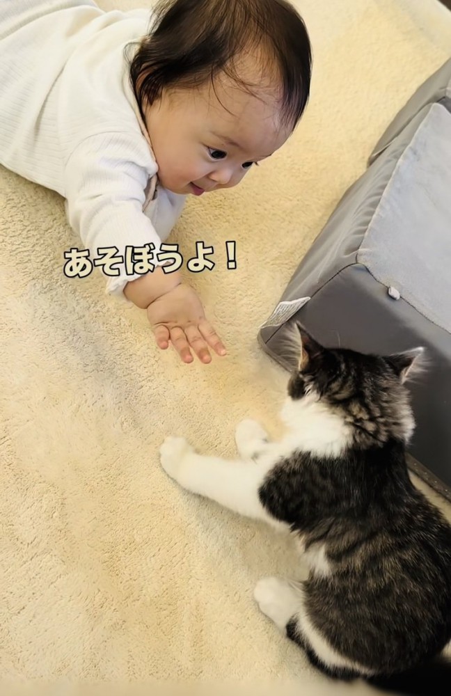 子猫に手を伸ばす赤ちゃん