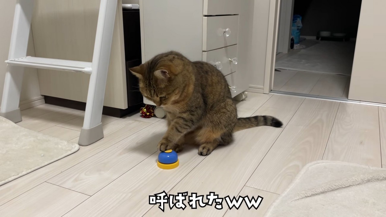 左手をベルに乗せている猫の正面姿