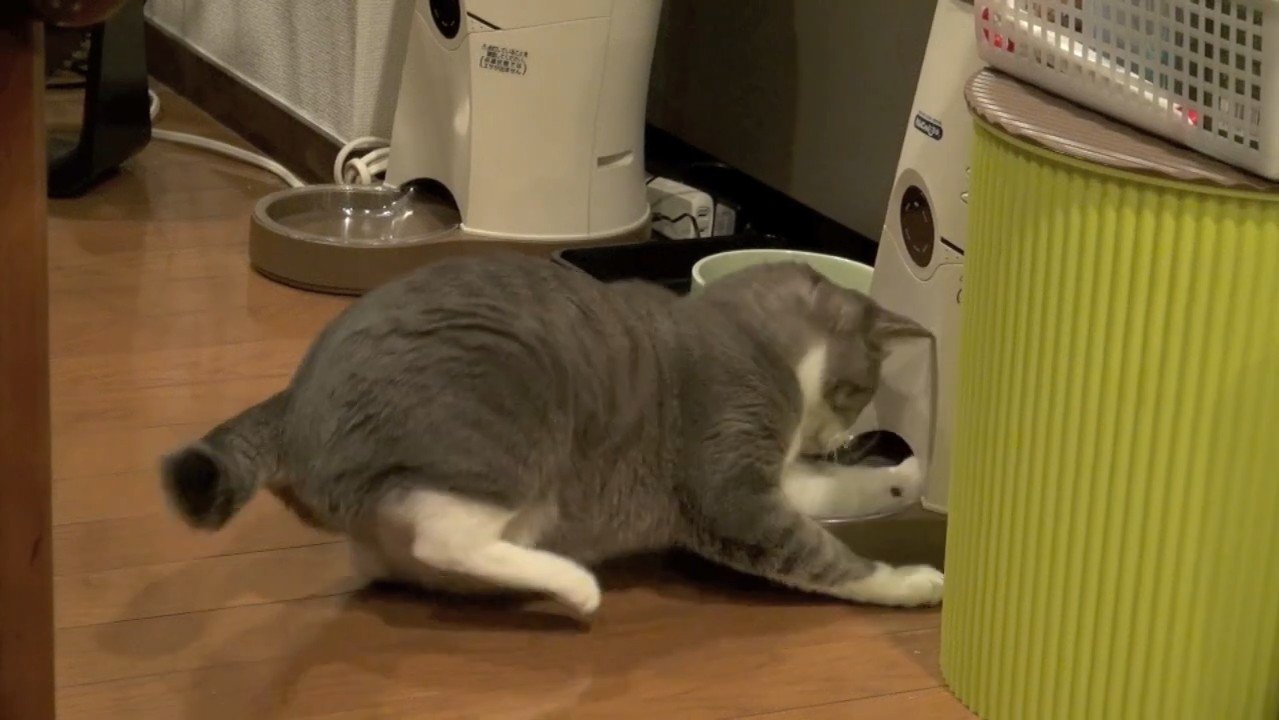 右後ろ足が浮いた姿
