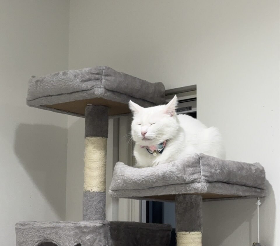 キャットタワーに座る猫