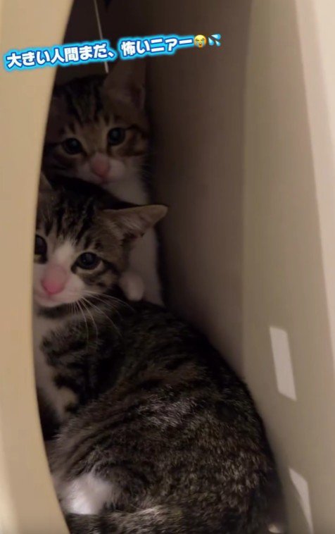 郵便受けに隠れる2匹の猫