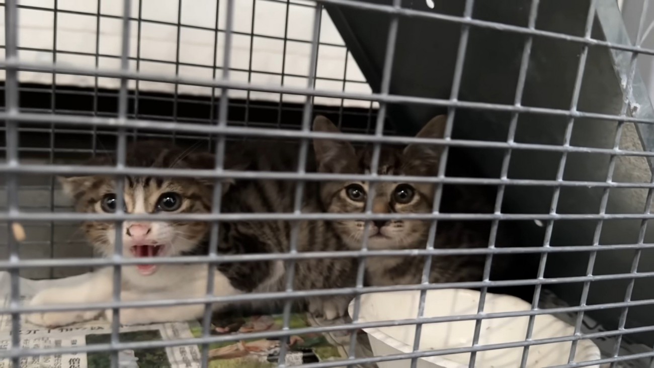 捕獲機の中の2匹の子猫