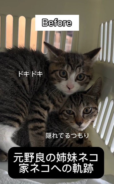 キャリーの隅で震えている2匹の子猫