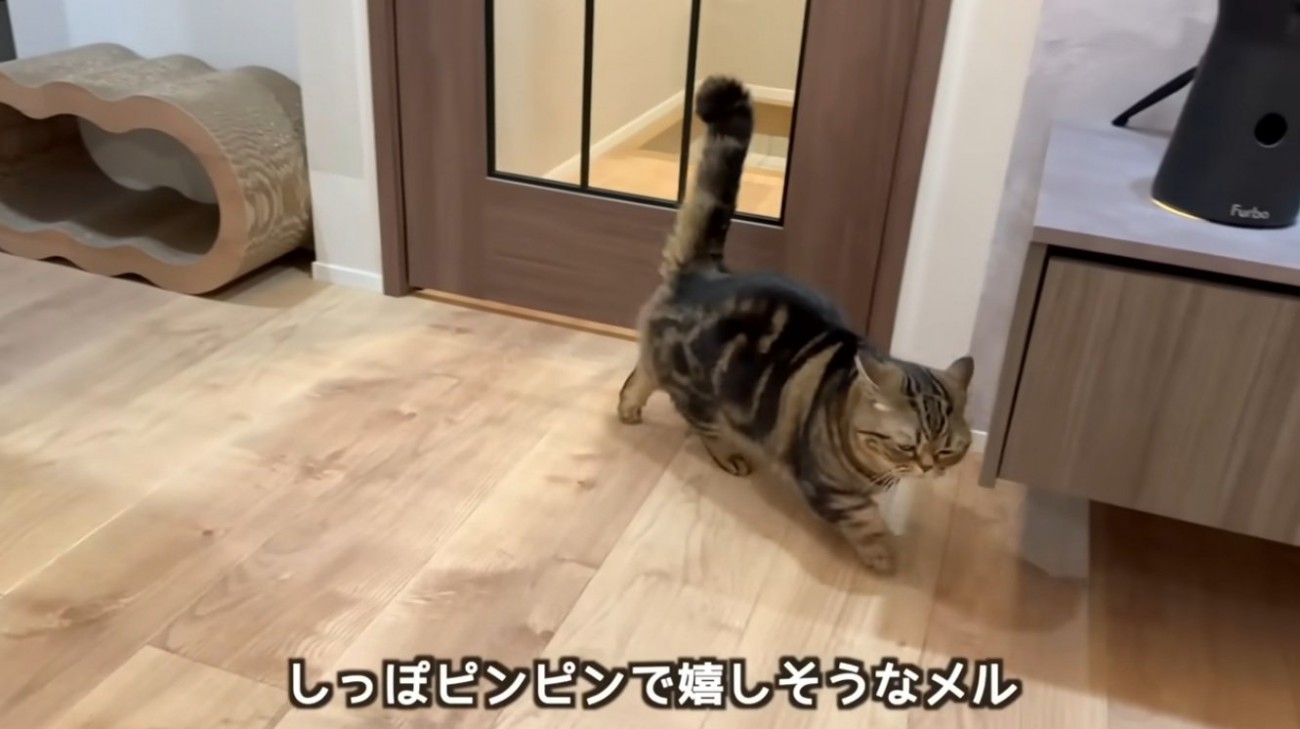 飼い主が帰ってきて嬉しそうな猫