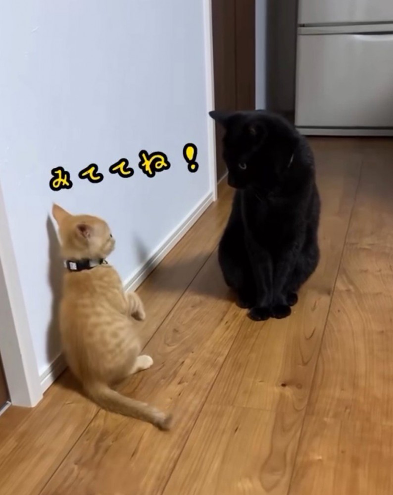 後ろ足で立ち上がる子猫