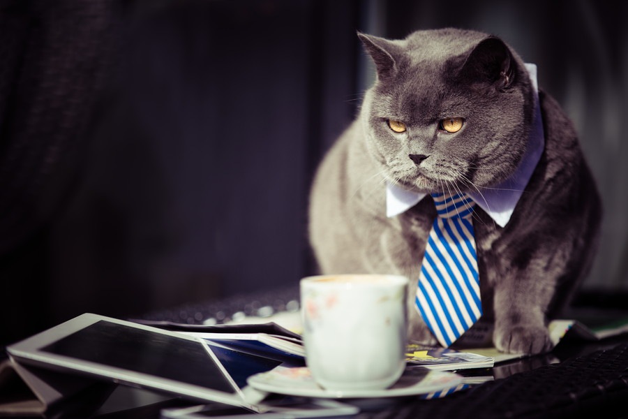 猫がいる会社5選！一緒に働くメリットとは