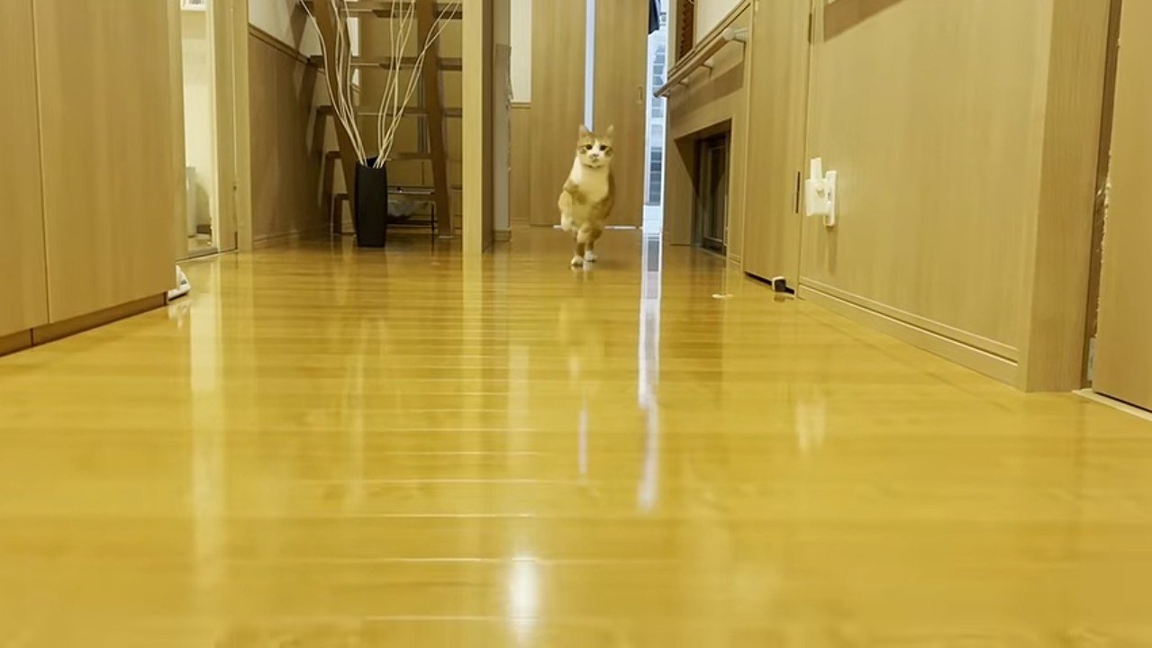 跳ねるように駆けてくる姿
