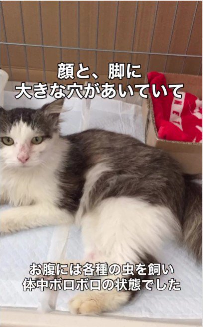 横になっている猫