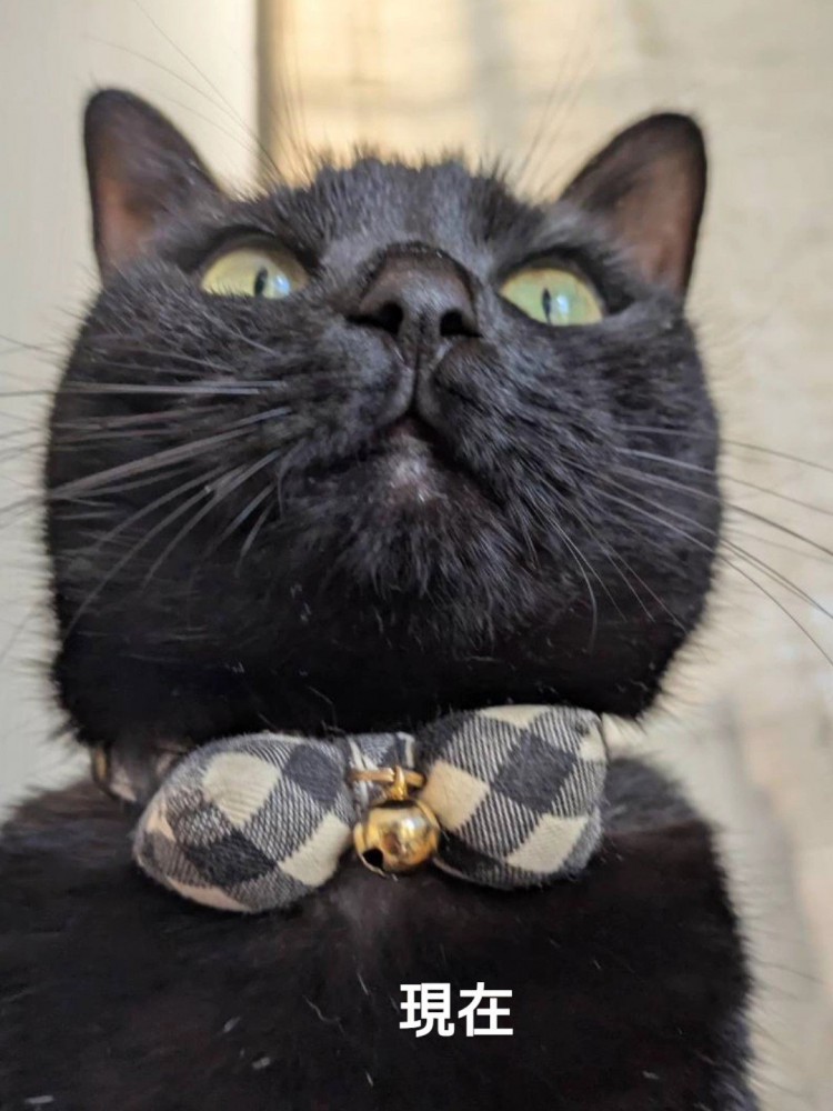 下から見た猫の顔