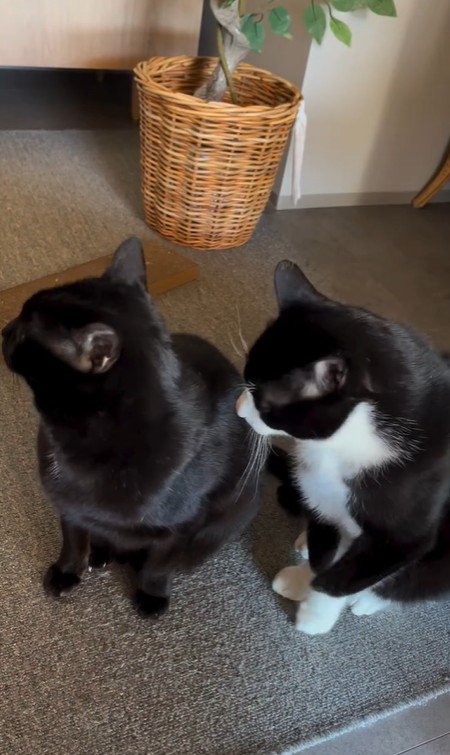 並んで座っている2匹の猫