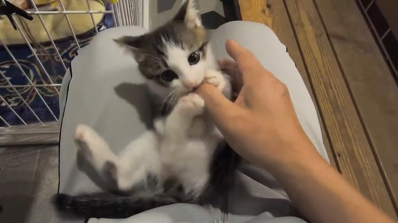 人の指で遊ぶ子猫