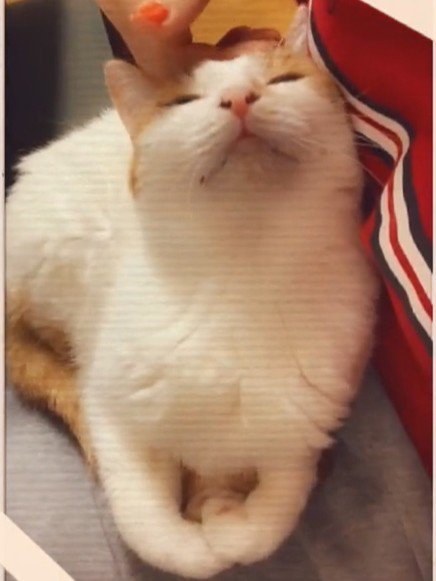 頭をなでられる猫