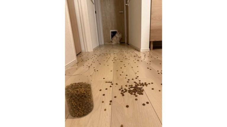 キャットフードが散らばった床