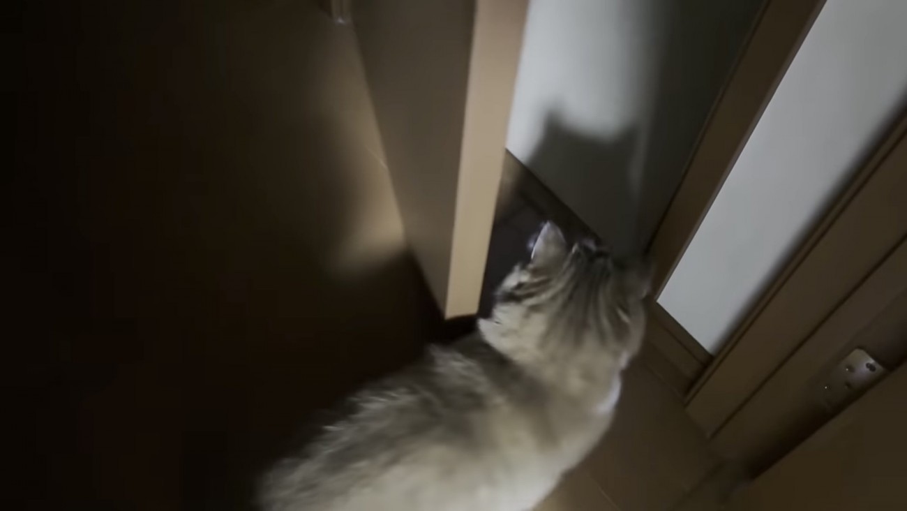 ドアの中に入っていく猫の写真1