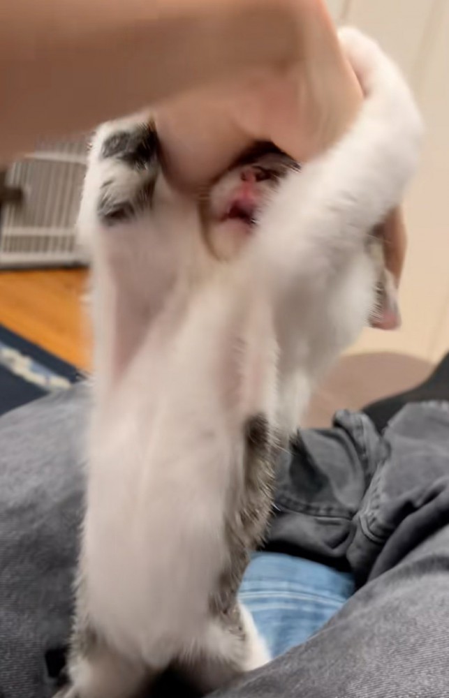 手を掴む子猫