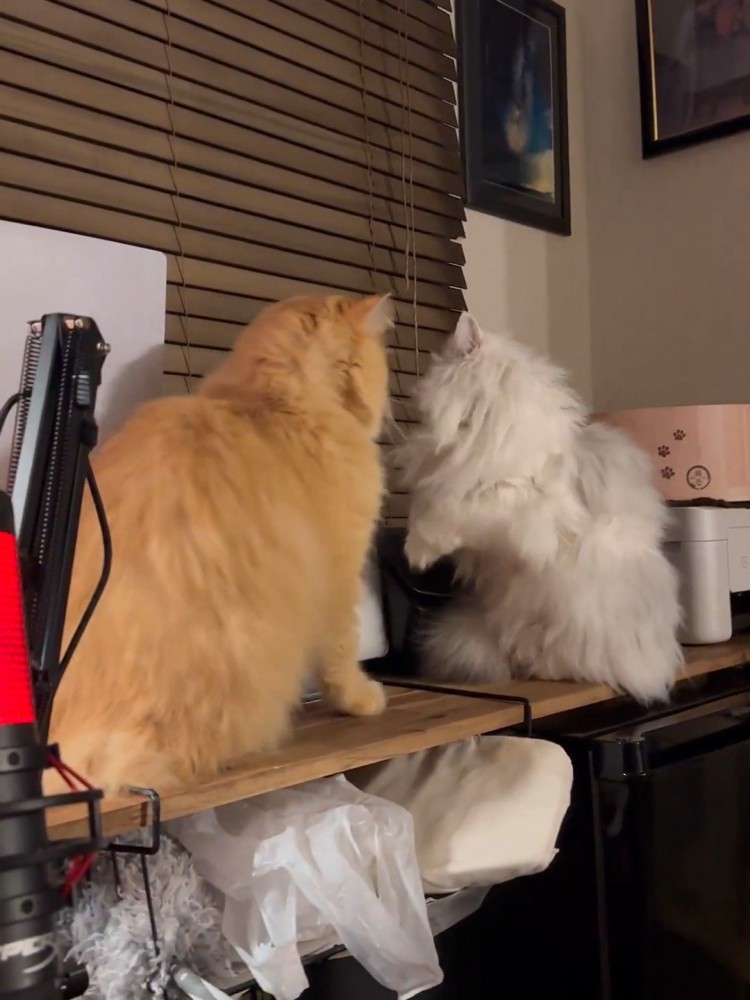 横を向く白い猫