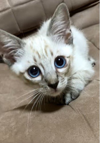 座っている子猫