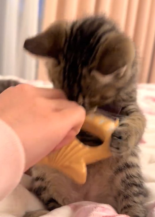 丸くなりながら両手でブラシを自分の顔の下まで持ってくる猫