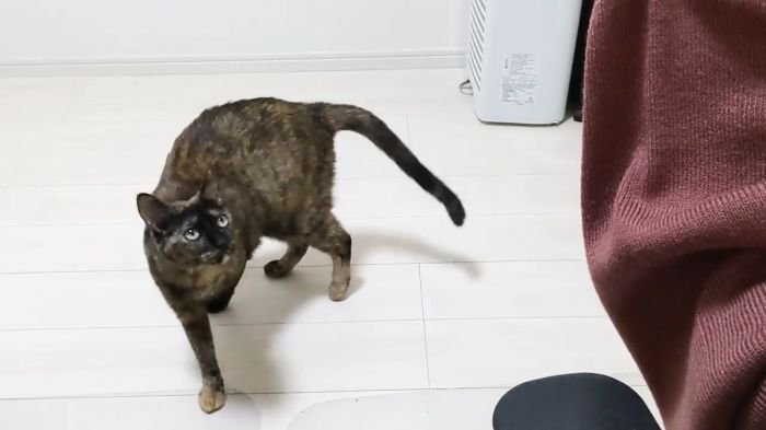 すぐもどってくるももちゃん