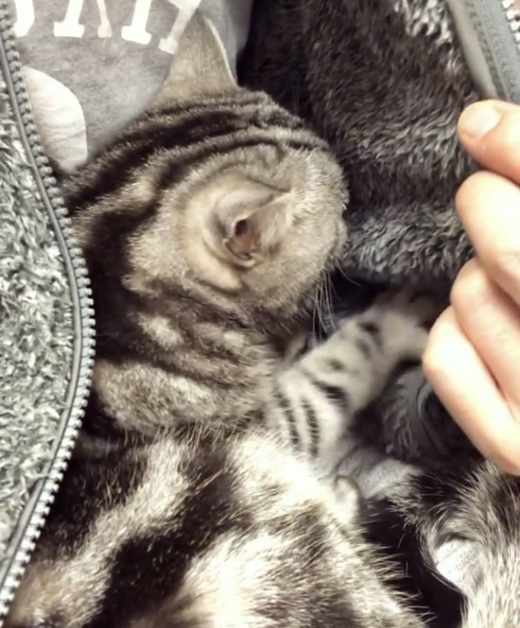 パパの胸に抱かれるアメリカンショートヘア