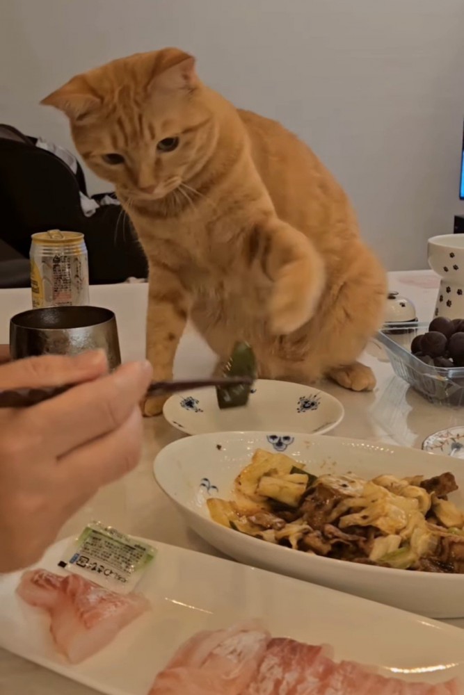 おかずを触ろうとする猫