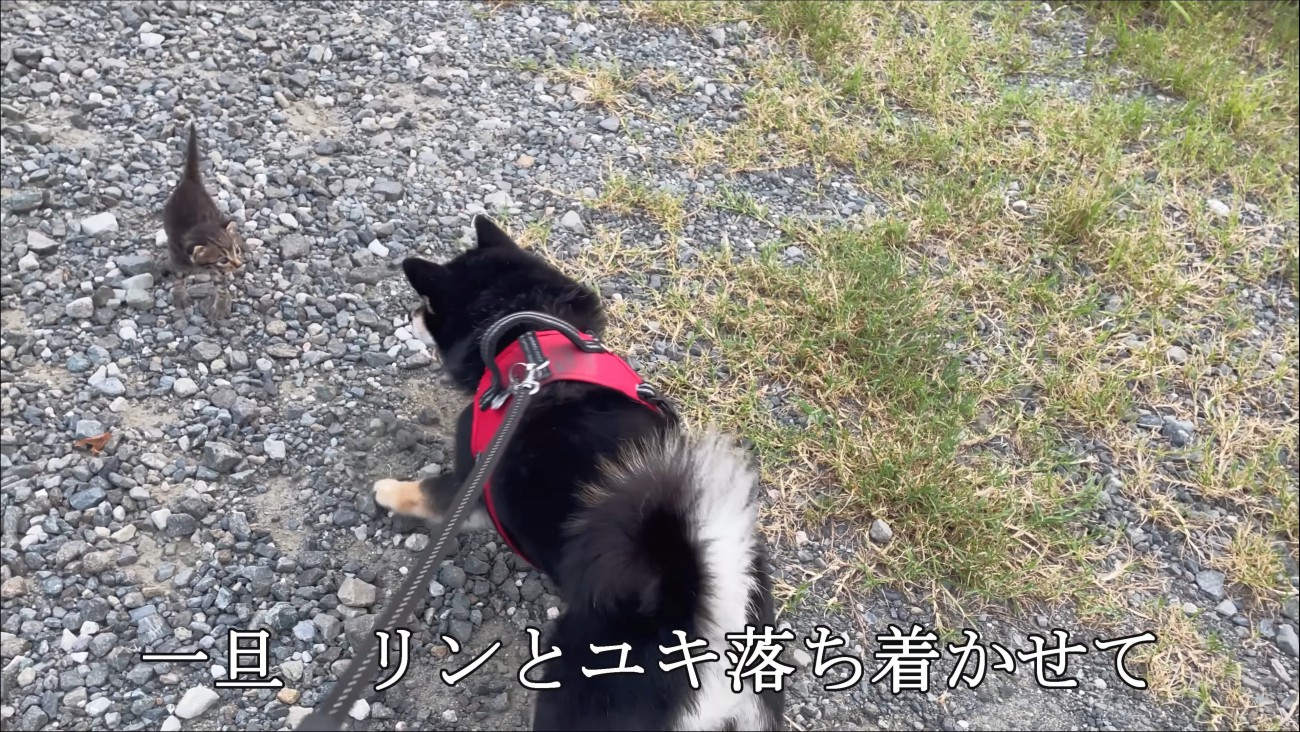 向き合う犬と子猫