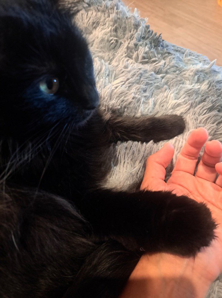 飼い主の手の上に前足を乗せて遠くを見つめる猫