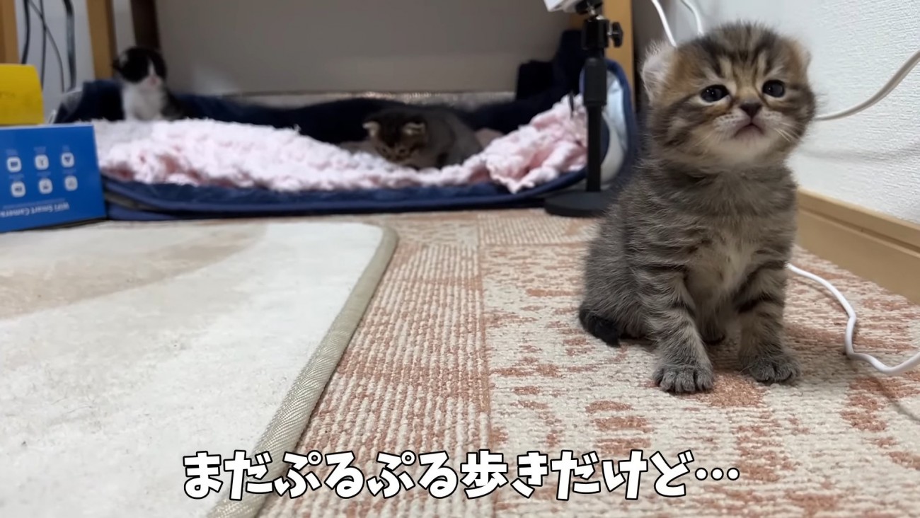 ひとりで座っている猫