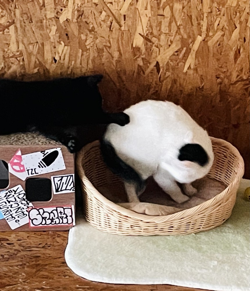 白黒猫に前足を伸ばす黒猫