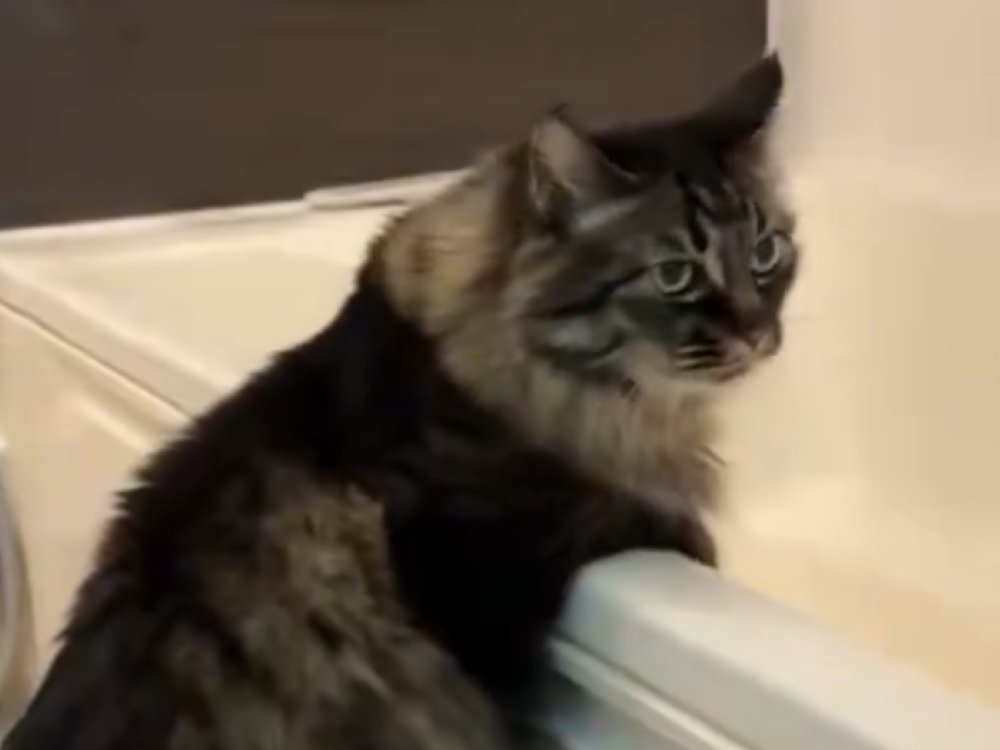 悟りきった猫の表情