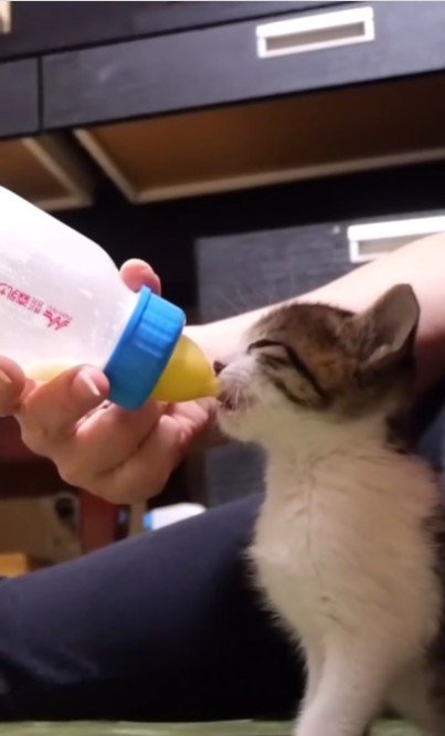 ミルクを飲んでいる子猫