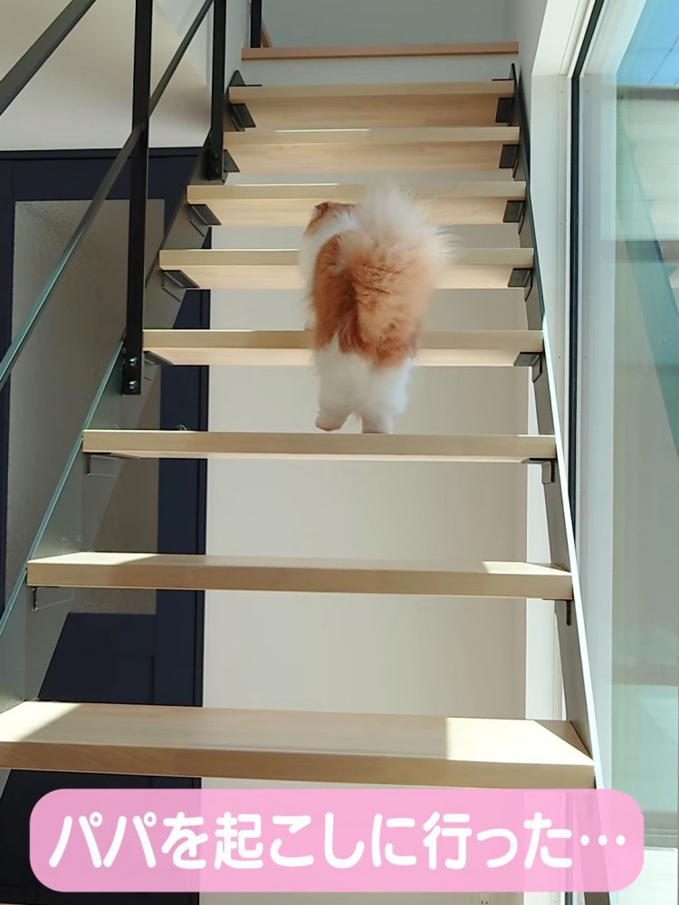 階段にいる猫の後ろ姿