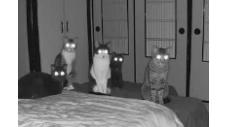 暗い部屋にいる猫たち