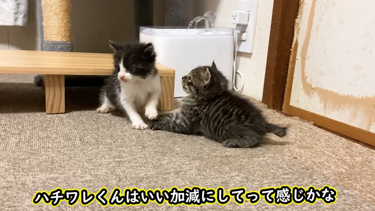 横を向くハチワレの子猫