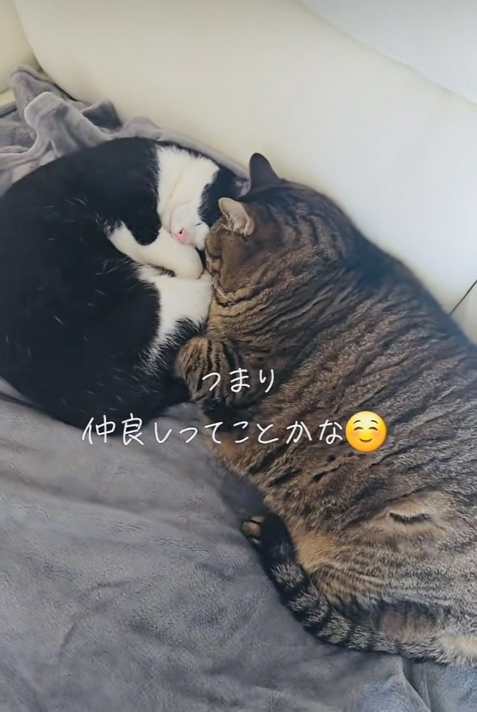 くっついて寝るキジトラ猫とハチワレ猫