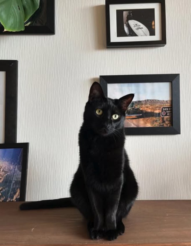 写真たての手前でお座りをしている黒猫