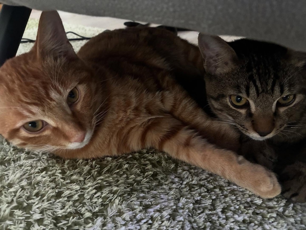 家具の下にいる2匹の猫