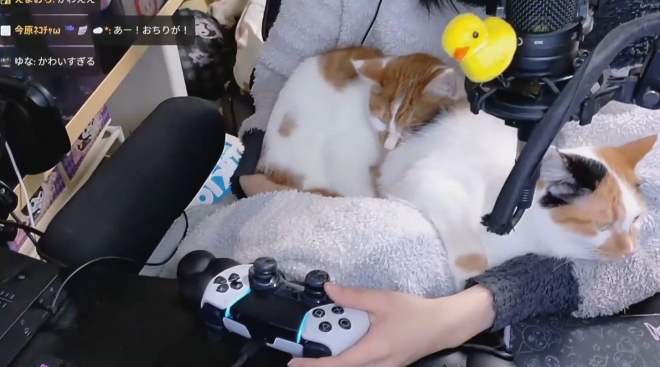 飼い主の膝の上でくつろぐ2頭の猫