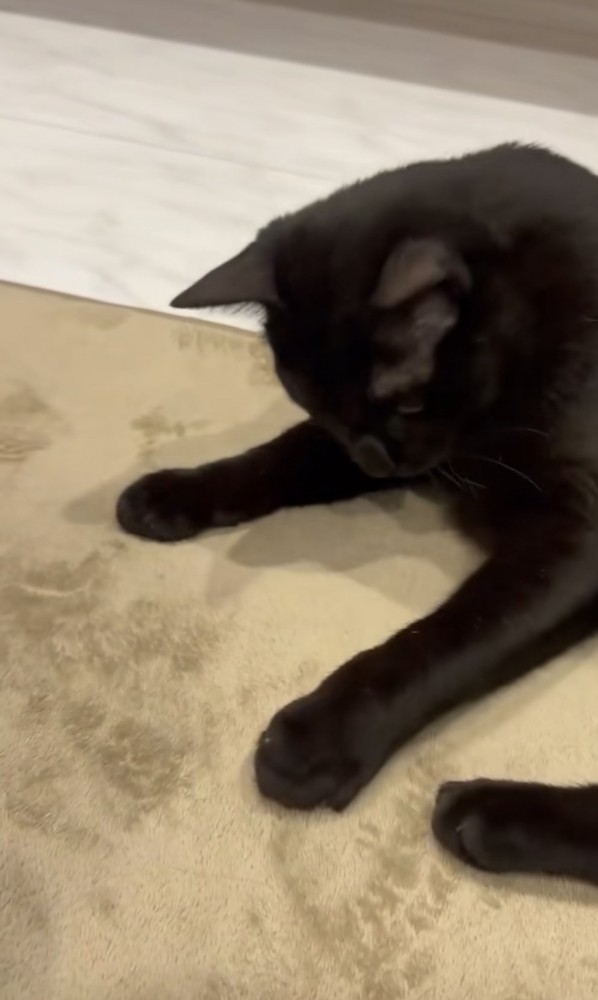 コインを前足で隠す猫の写真