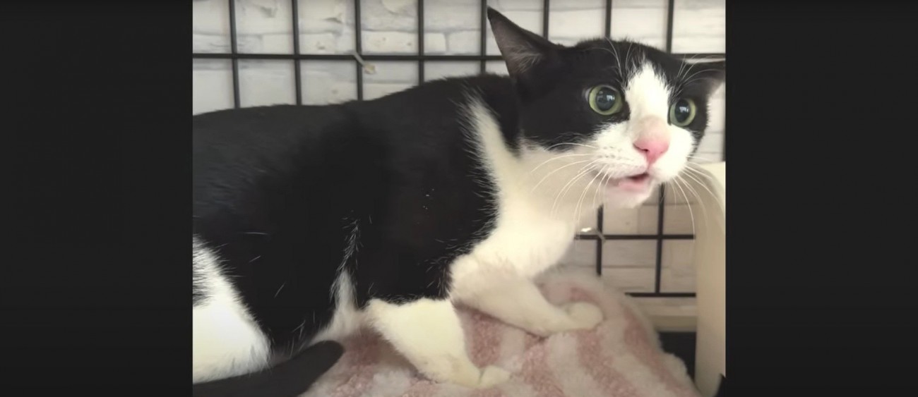 鳴いている猫