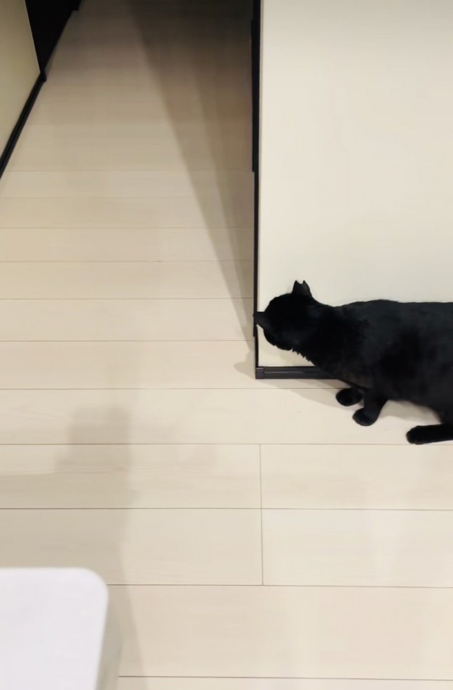廊下の影でお父さんを待ち伏せする黒猫