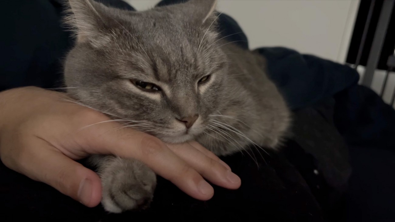 うとうとする猫