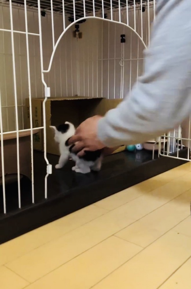 ママにケージに入れられるハチワレ子猫