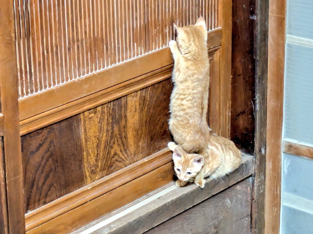 2匹の茶トラ子猫（上の子が前方の様子を確認中）